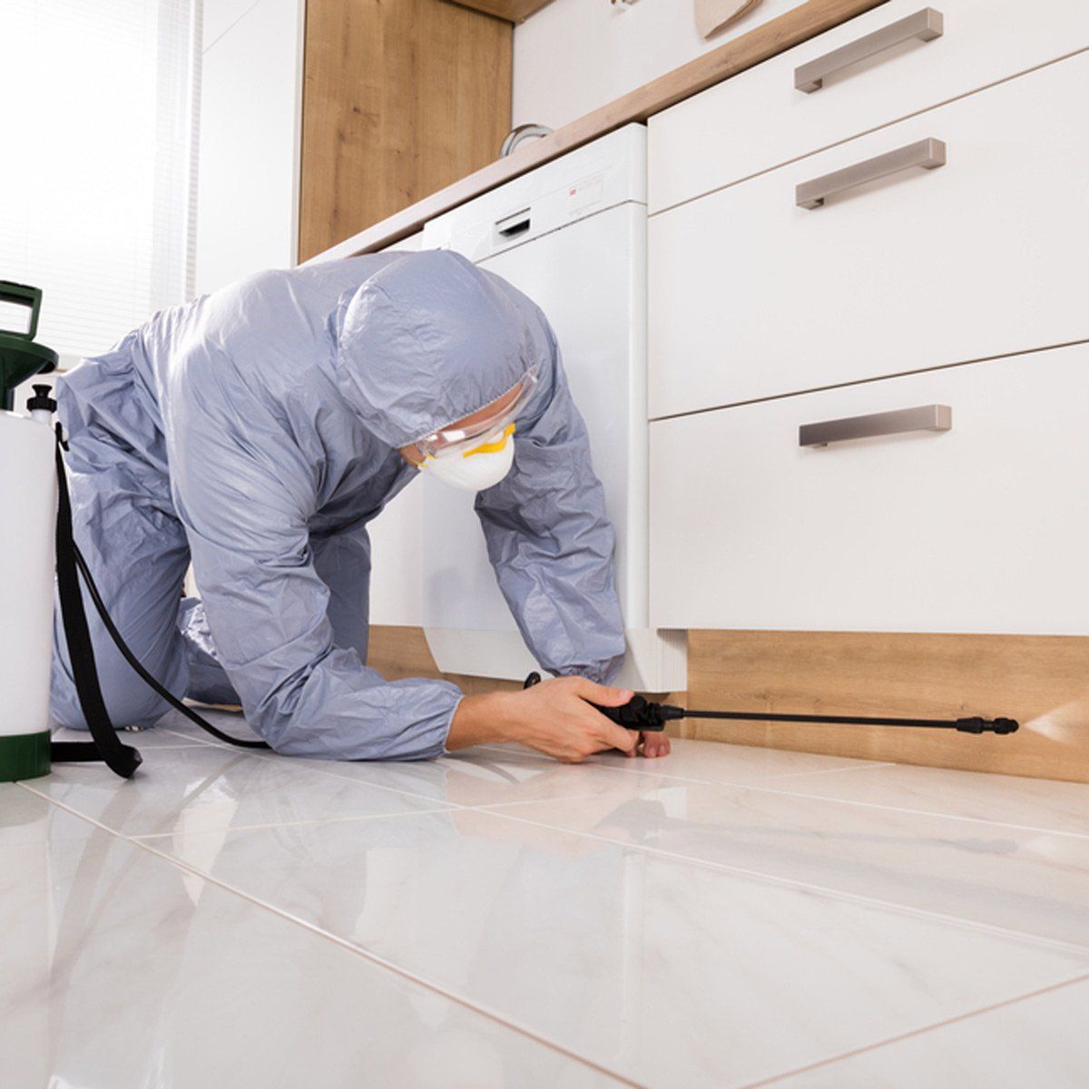 شركة لرش المنازل من الحشرات في الاسماعيلية