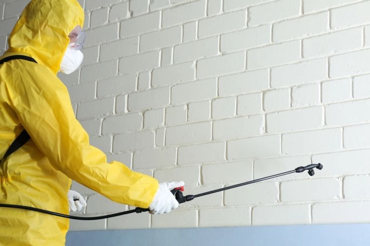 شركة مكافحة حشرات بالرياض