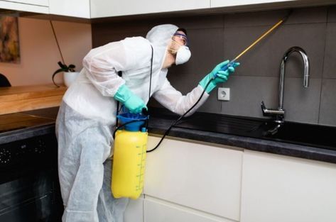 مبيد حشرات في الاسماعيلية