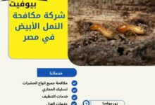 شركة مكافحة النمل الأبيض في مصر