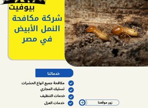 شركة مكافحة النمل الأبيض في مصر